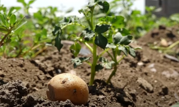 Крестьяне не продают картофель задорого: местного производителя «выдавливают»